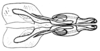 Spathalium audouinii (Blanchard, 1836): Fig. 14. cingulum and endophallus, dorsal view. (Otu).