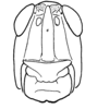 Aleuas albinae Carbonell, 2008: Fig. 20C. male head, frontal view. (Otu).