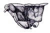 Phaeoparia depressicornis (Bruner, 1908): Fig. 47A. male head and pronotum, lateral view. (Otu).