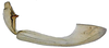 Gonoplac: !! display not done !! on Acuera (Acuera) incepta DeLong & Freytag, 1974: Female specimen [DZUP]: second valvifer and gonoplac, lateral view. (Observation).