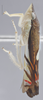 Habitus, lateral view on Diedrocephala variegata (Fabricius, 1775): Lateral. (Observation).