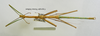 CollectionObject 1585331; 2d18f568-5c1f-4bba-980a-26c1443d2956: copyright TAMU Texas. male (holotype). (CollectionObject).