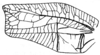 Temnophyllus sjostedti Karny, 1924: Fig. 49. male left tegmen (57 mm). (Otu).