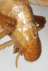 CollectionObject 1531284; NMW 15.460, 2fd990fc-f692-48ef-bcc2-4716a1d81b70: male, abdomen tip, dorso-lateral view (syntype). (CollectionObject).