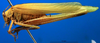 CollectionObject 1502880; 0960519e-12f6-47b6-aee8-97cc4e5d3dfd: male, lateral view (paralectotype of Tylopsis inhamata). (CollectionObject).
