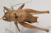 CollectionObject 1527078; 464eb255-9809-408c-8da7-939f767d2f89: male, dorsal view (holotype). (CollectionObject).