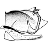 Pygofer, lateral view: !! display not done !! on Pendarus (Pendarus) auroalbus (Walker, 1851): Pygofer, lateral view. (Observation).