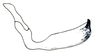 Stylus on Coelogypona venosella DeLong & Freytag, 1966: Male: style, lateral view. (Observation).
