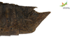 CollectionObject 1849355; 5d39cae4-ebd5-4e28-aaf8-d4db1469e5a7, Unioeste Cascavel K-0561: Male. End of abdomen, lateral view. (CollectionObject).