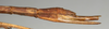 copyright NMW, Vienna. female: end of abdomen, lateral view of Diardia granicollis (holotype). Depicts CollectionObject 1558391; 009d9bc6-3d39-4cc2-9ff2-339f16f8002e, a CollectionObject.