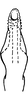 Aedeagus, ventral view: Aedeagus, ventral view. (Observation).