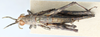 CollectionObject 2833384; aa7ffa08-1734-4a99-8504-f99f03481fa9, CNCI 1012895: Clematodes larreae. Dorsal view. (CollectionObject).