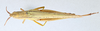 CollectionObject 2856540; CNCI 981341, 0dc55cae-1abd-41af-8a13-683b8af174c1: Metaleptea brevicornis. Dorsal view. (CollectionObject).