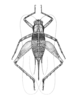 Anacusta micans Hebard, 1928: Plate VI. Fig. 8 (after type). female, dorsal view. (Otu).