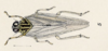 Habitus, dorsal view on Oecleus teapae Fowler, 1904: (Observation).