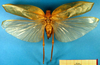 CollectionObject 1500502; 70a468f2-3e35-4d34-991f-794dc67b49fd, DORSA BTararegHTF: female, dorsal view (holotype). (CollectionObject).
