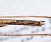 CollectionObject 1576186; 1e3de977-da3e-465a-8331-157557b09e8d: copyright SPM, Kinabalu. male: end of abdomen, ventral view (holotype). (CollectionObject).