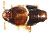 Habitus, dorsal view: !! display not done !! on Pissonotus marginatus Van Duzee, 1897: (Observation).