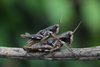 FieldOccurrence 79; 3ee55dec-96d7-4e7e-b738-33222f9b93f2; Tanzania
Lutindi W Usambara forest edge, 2014/03/07: mate and female mating. (FieldOccurrence).