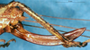 CollectionObject 1589276; 45ac009b-1c6d-4288-b03b-a0d7756c91e4: female ovipositor (allotype). (CollectionObject).
