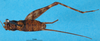 CollectionObject 1566857; e7f35a43-d196-4cde-ba4c-7b091f096bd9: male, dorsal view (paratype). (CollectionObject).