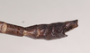 CollectionObject 1575642; NHMUK(SF IMPORT DUPLICATE) 845141, 45894c45-51ae-4578-93ae-958ce2f2d437: copyright Natural History Museum, London. male of Orthomeria pandora: end of abdomen, dorsal view (paralectotype). (CollectionObject).