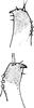 Subgenital plate, ventral view on Bolanusoides heros Distant, 1918: Subgenital plate. (Observation).