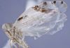 Habitus, lateral view: (Observation).