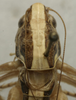 CollectionObject 1535986; 1f8058f5-b2b6-4456-ad7c-ad09f54e0734: male, head and pronotum, dorsal view (syntype). (CollectionObject).