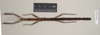 CollectionObject 1559426; NHMUK(SF IMPORT DUPLICATE) 844602, 404a42de-b0fc-4c69-be1c-c11288a485f8: copyright Natural History Museum, London. female of synonym Lonchodes hosei herberti (holotype). (CollectionObject).