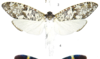 Habitus, dorsal view on Phenax variegatus (Olivier, 1792): (Observation).