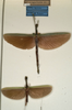 CollectionObject 1558322; 7ff21e99-9d88-4bd6-b952-4f593ddb8293: copyright NMW, Vienna. male and female (syntypes). (CollectionObject).;CollectionObject 1558323; 07044e65-6ba6-459f-9751-16fe7544b36a: copyright NMW, Vienna. male and female (syntypes). (CollectionObject).