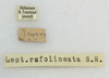 CollectionObject 1559644; 11057412-5713-447a-9f6b-f80b885c6c12: copyright ETHZ. male, data labels (syntype). (CollectionObject).