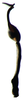 Aedeagus, lateral view on Diplocolenus (Verdanus) evansi (Ashmead, 1904): Aedeagus, lateral view. (Observation).