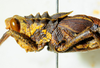 CollectionObject 1498818; 2da30b4f-c860-4267-8220-dc97688621d0: 2012. male, head and pronotum, lateral view. (CollectionObject).