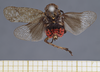 Habitus, dorsal view: !! display not done !! on Poblicia misella (Stål, 1863): (Observation).
