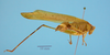 CollectionObject 1542728; DEES #10159, e6f02790-845a-4ebd-9e1e-4f9413302377: male, body lateral view (holotype of Ferreiraia nigropunctata). (CollectionObject).