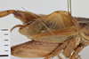 Gryllus (Gryllus) capitatus Saussure, 1874: Right tegmen. Syntype. Male. Peru. 1acf84b8-b8e9-4f8d-b10f-6204ef24b709. (Otu).