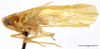 Habitus, lateral view on Cibrica perate (Van Stalle, 1984): (Observation).