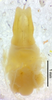 CollectionObject 1523701; 39776c6b-d87b-422a-be07-a09028b39bc9: male genitalia, dorsal view (holotype). (CollectionObject).