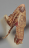 Habitus, lateral view on Athysanella (Amphipyga) rubicunda Ball & Beamer, 1940: Lateral. (Observation).