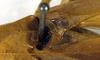 CollectionObject 1500497; 98ebb98f-90f3-4cf5-a007-171774d8c514, DORSA BTaraincHTM: male, stridulatory area (holotype). (CollectionObject).