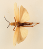 CollectionObject 1506185; 4bc735b7-aa2b-4501-88d1-bcb626042bb1: male, dorsal view (holotype of Taphronota subverrucosa). (CollectionObject).