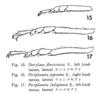 Periplaneta fuliginosa (Serville, 1838): Periplaneta fuliginosa. (Otu).