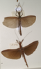 CollectionObject 1557574; 242ab01e-8269-42d4-896a-9541a67500c1: copyright OUMNH. Necroscia sangarius female (lectotype and paralectotype). (CollectionObject).