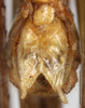 CollectionObject 1585131; e96d3a2f-b304-4cc9-913d-61c3c7299449: male subgenital plate (scale bar: 2 mm). (CollectionObject).
