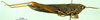 CollectionObject 1501086; 43a33986-35ad-44e3-9ada-8f300f9fa51d, DORSA BA000289S01: male, lateral view (holotype). (CollectionObject).