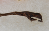 CollectionObject 1561486; 84de75f7-3ddd-4fad-bc3b-5110126516be: copyright USNM, Washington. (CollectionObject).;CollectionObject 1561487; 8a7175af-94a1-4785-9985-6015bda31578: copyright USNM, Washington. (CollectionObject).