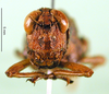 CollectionObject 1501278; ee9ed228-cc2b-4d64-9455-712217381366: female, frontal view (syntype of Serpusia deminuta). (CollectionObject).