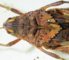 CollectionObject 1498672; bf9a28ec-7ec6-43ea-9aa0-7195f4c97b5c: female pronotum, dorsal view. (CollectionObject).